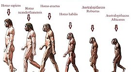 Timeline: Arbol genealogico de la evolucion de los hominidos