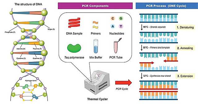 Mullis Creates Polymerase Chain Reaction