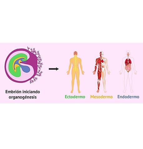 Formación ectodermo, mesodermo, endodermo y tubo neural