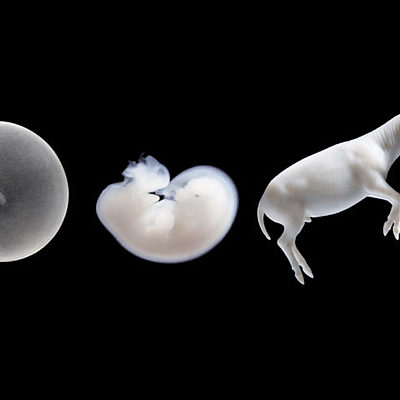 Timeline: Aportaciones de científicos a la embrilogia