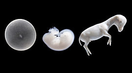 Timeline: Aportaciones de científicos a la embrilogia