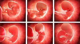 Timeline: periodo embrionario