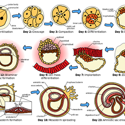 Timeline: Embriología