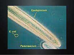 Clements y Bullivant