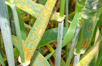 ENFERMEDADES INFECCIOSAS