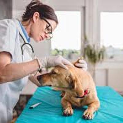 Timeline: The History of Veterinary Medicine