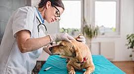 Timeline: The History of Veterinary Medicine