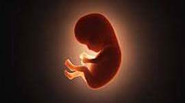 Timeline: Desarrollo embrionario