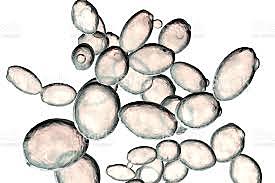 Secuencia de genoma de la bacteria saccharomyces cerevisiae