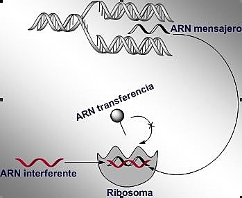 ARN DE INTERFERENCIA
