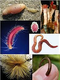 Aparición de al menos dos tipos de organización nerviosa