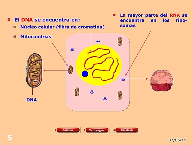 Oswald Avery, Colin Macleod, Maclyn McCarty.