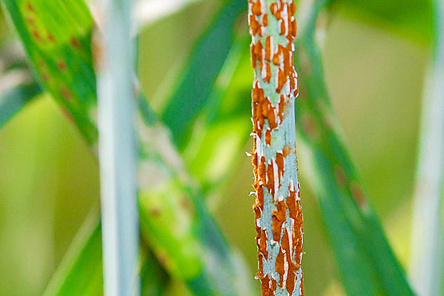 Las primeras enfermedades infecciosas de plantas
