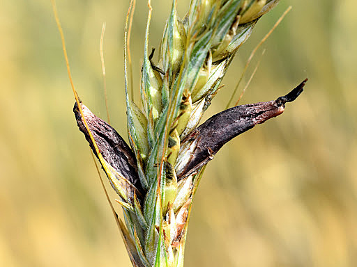 agentes causales de las enfermedades en la producción agrícola