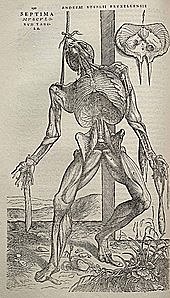 Andreas Vesalius