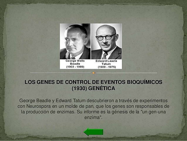 LOS GENES CONTROLAN EVENTOS BIOQUÍMICOS