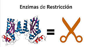 ENZIMAS DE RESTRICCION
