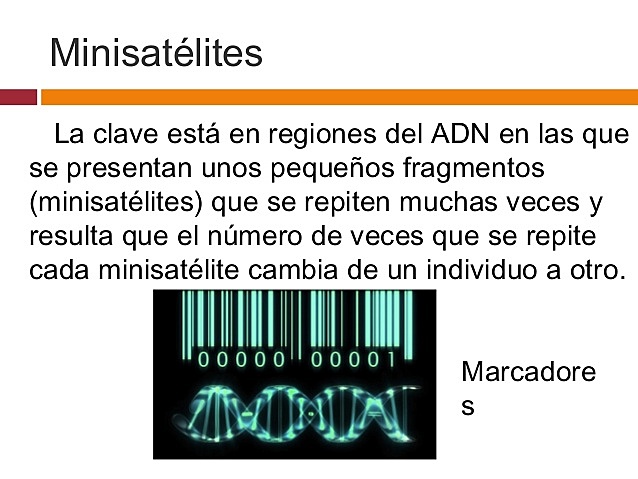ADN MINISATELITE