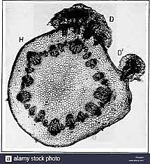 Taxonomia de las Enfermedades