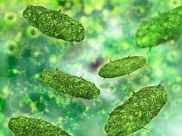 La teoría microbiana