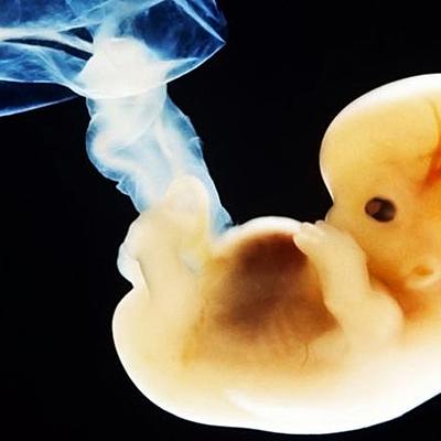 Timeline: Línea del Tiempo Embriología