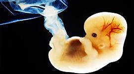 Timeline: Línea del Tiempo Embriología