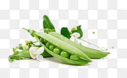 Mendel publica Experimentos em hibridação vegetal