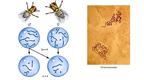Genes estão localizados nos cromossomas