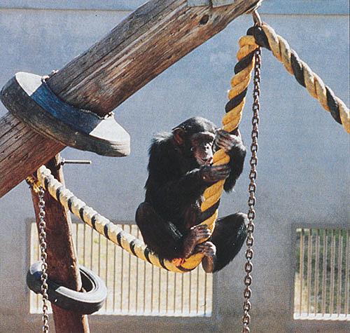 Don't Use Our Chimp?!