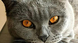 Timeline: El Electromagnetismo, la Ciencia y la Tecnología