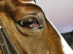 A Virus Worth Killing Horses