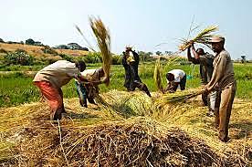 Sociedades hortícolas