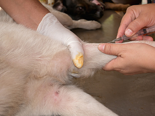 Primera inyección intravenosa de opio