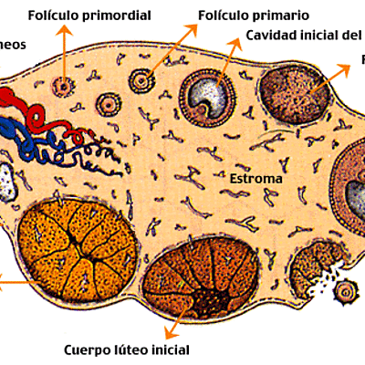 Timeline: OVOGENESIS