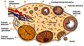 Timeline: OVOGENESIS