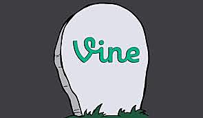Vine