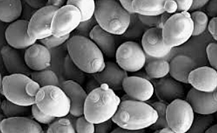 Primera secuencia de ácido nucleico