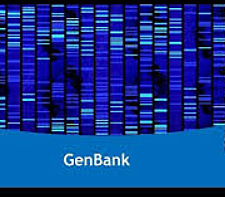 Proyecto GenBank