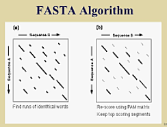 Reporte del algoritmo FASTA