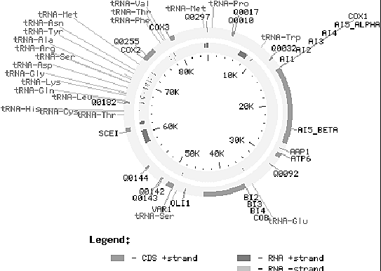 Secuenciación del genoma de S. cerevisiae