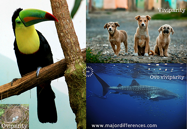 Aristóteles (384 - 322 BC)