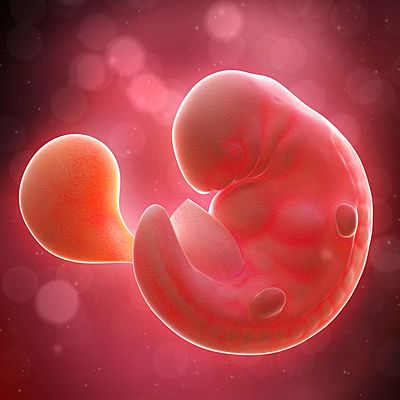 Timeline: Aportaciones de los científicos en la historia de la embriología