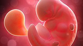 Timeline: Aportaciones de los científicos en la historia de la embriología