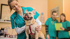 Timeline: History of Veterinary