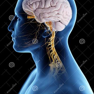 Timeline: Desarrollo del Sistema Nervioso