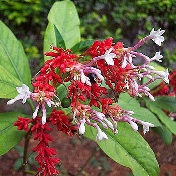 Aislamiento de alcaloides para hipotensión y psicosis