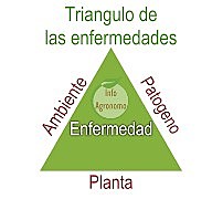 Taxonomía de las enfermedades