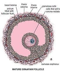 Theodor Ludwig Wilhelm Bischoff