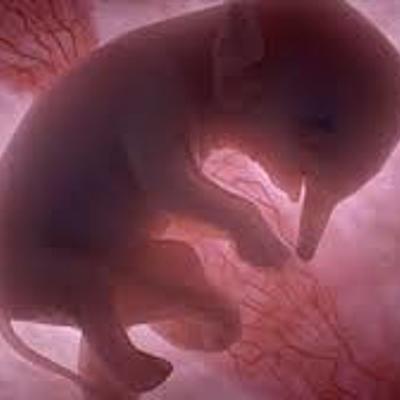 Timeline: Biología del desarrollo UANL 2020