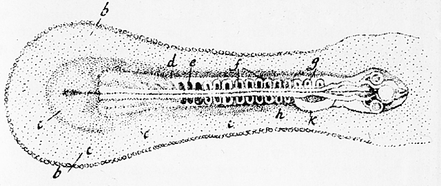 Caspar Friedrich Wolff